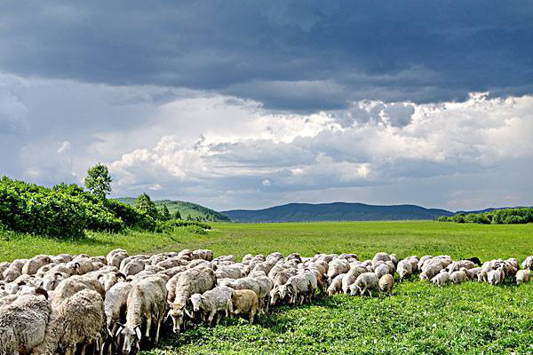 岳氏集團考察內(nèi)蒙古興安盟烏蘭浩特有機農(nóng)產(chǎn)品、中草藥種植等相關(guān)產(chǎn)業(yè)情況